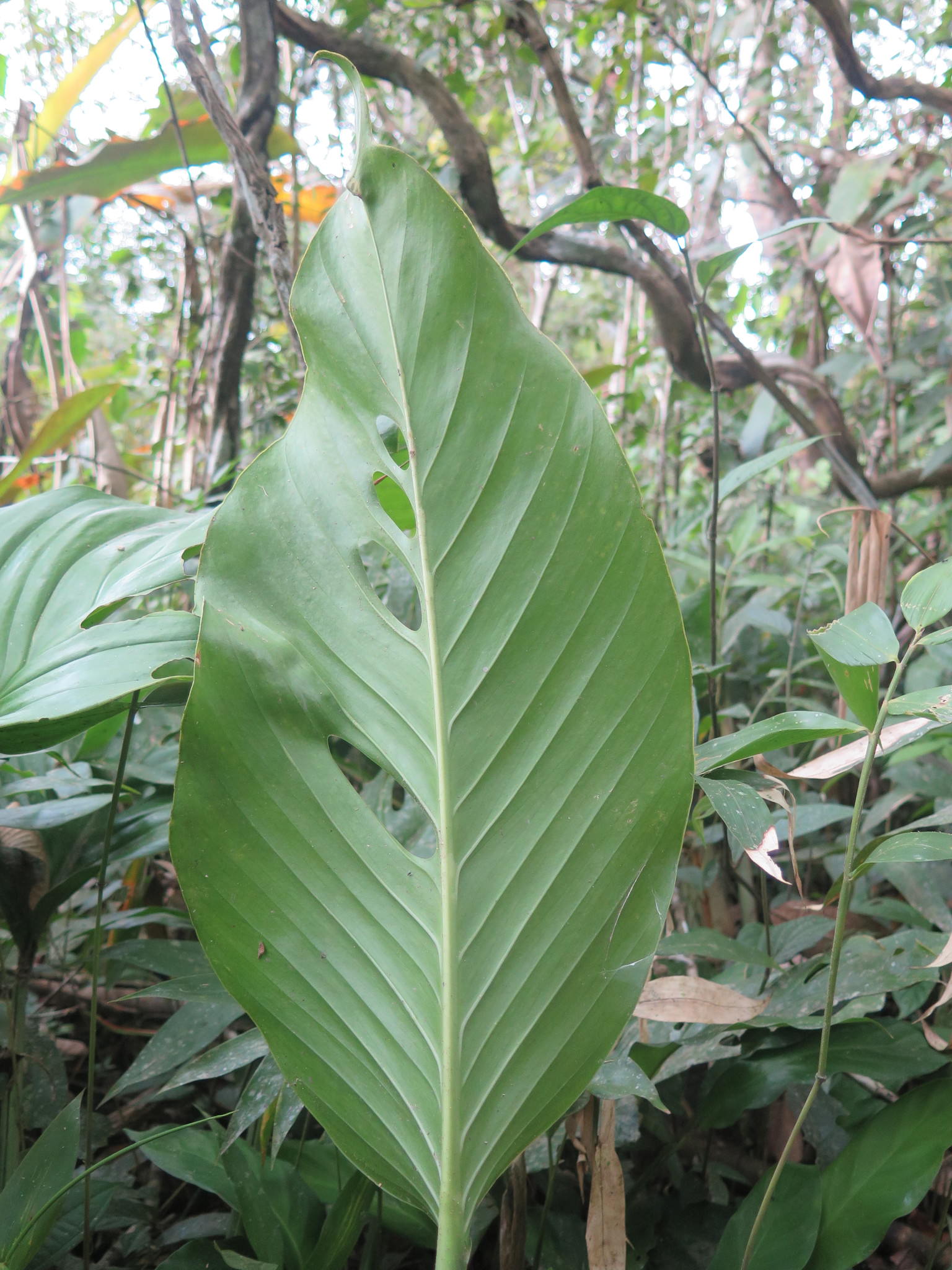 Monstera lechleriana